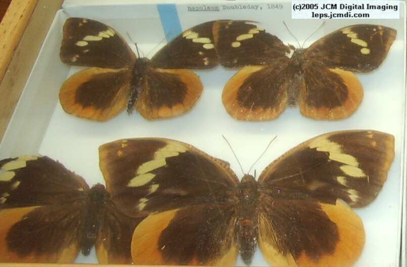 Brassolinae (Los Angeles Natural History Museum collection)