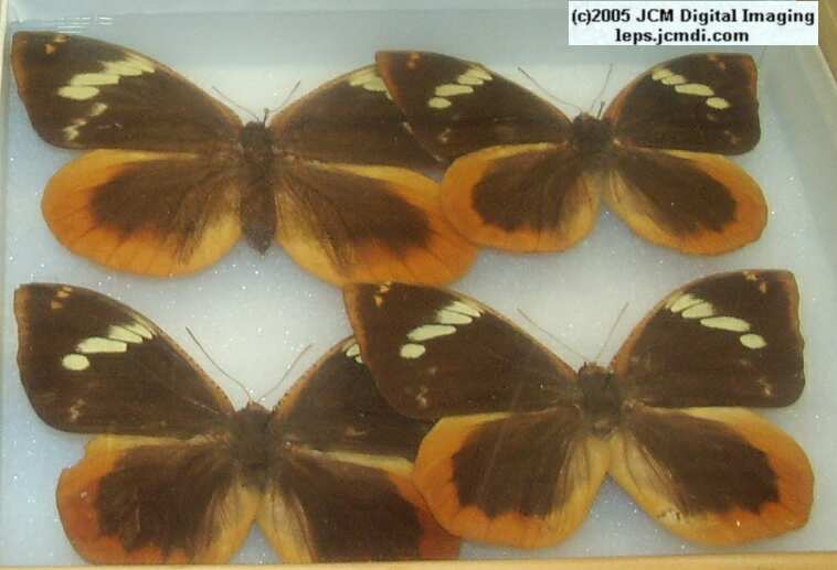 Brassolinae (Los Angeles Natural History Museum collection)