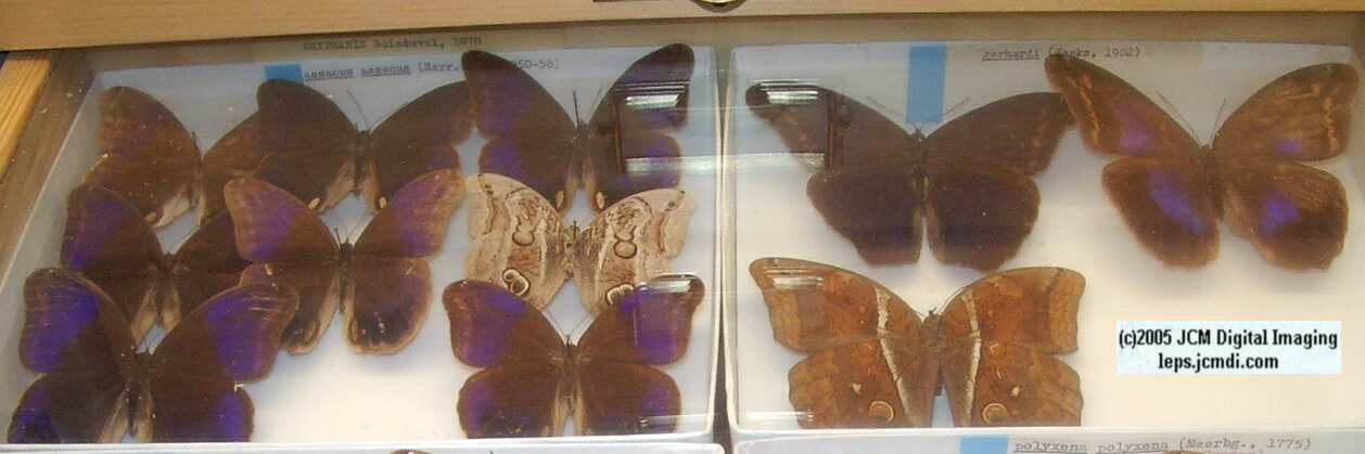Brassolinae (Los Angeles Natural History Museum collection)