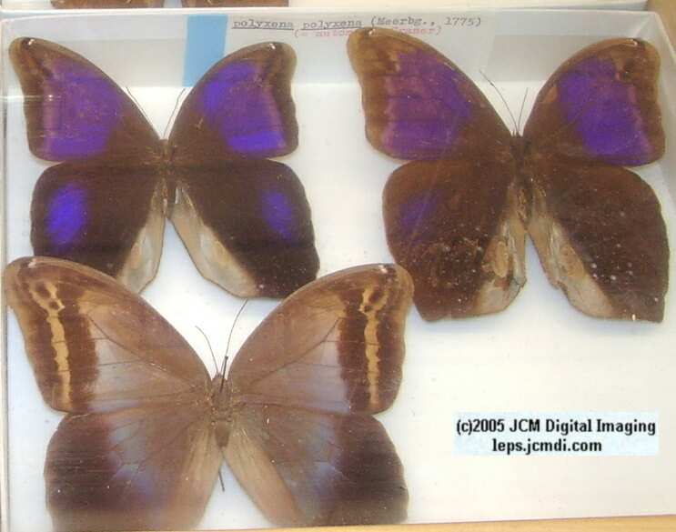 Brassolinae (Los Angeles Natural History Museum collection)