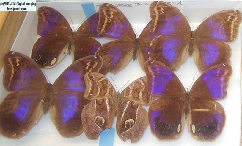 Brassolinae (Los Angeles Natural History Museum collection)