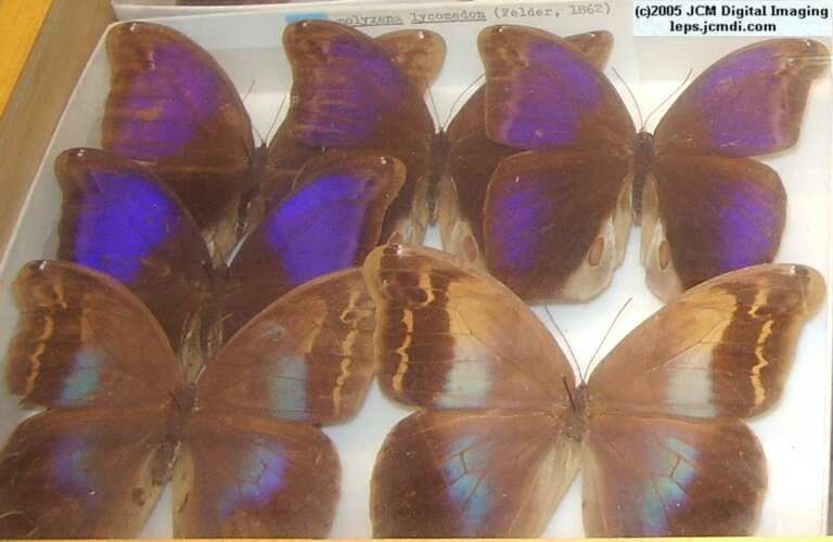 Brassolinae (Los Angeles Natural History Museum collection)