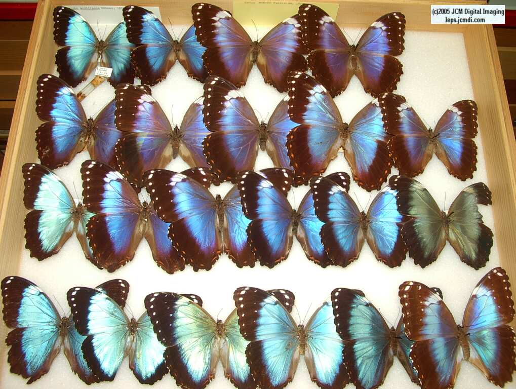 Morpho species (Morphinae) (Los Angeles Natural History Museum collection)
