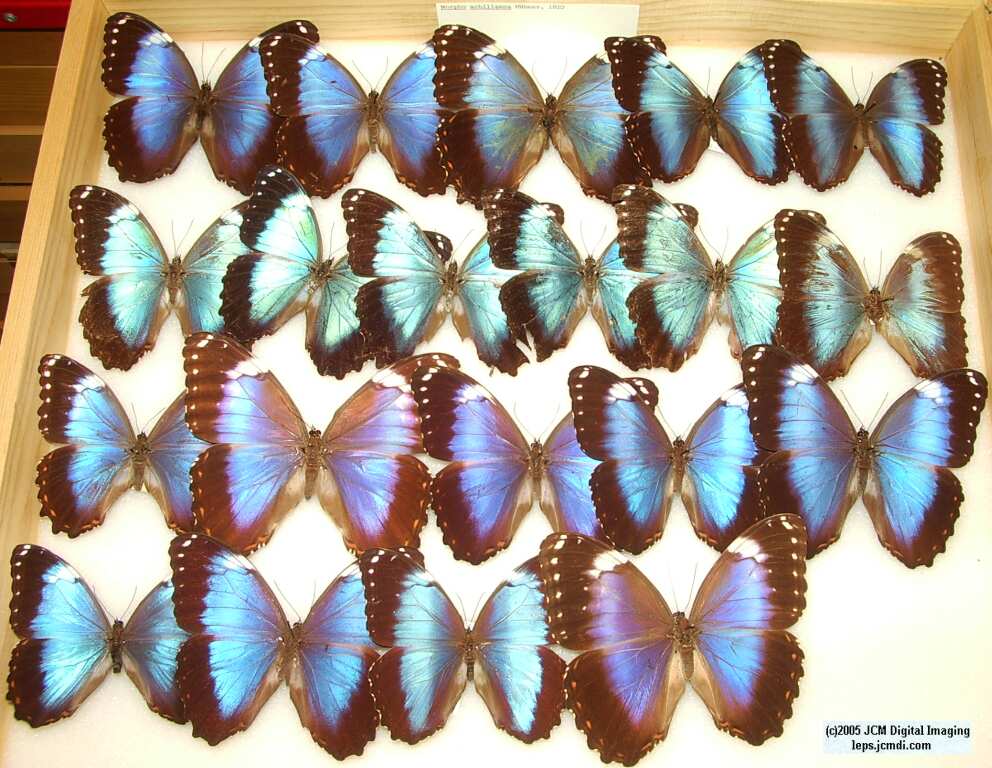 Morpho species (Morphinae) (Los Angeles Natural History Museum collection)