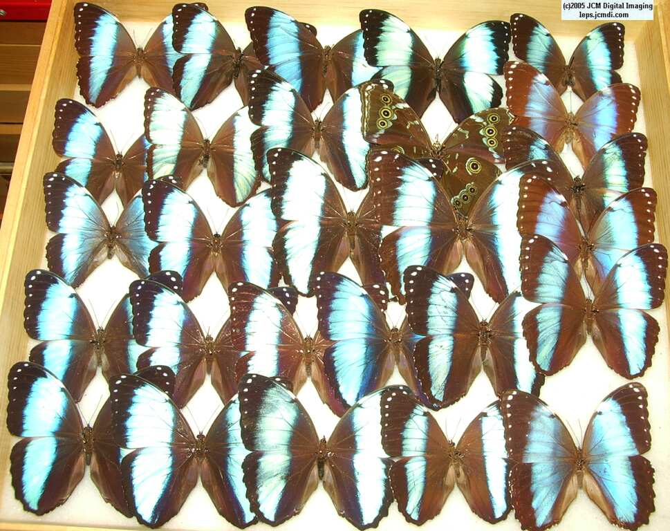 Morpho species (Morphinae) (Los Angeles Natural History Museum collection)