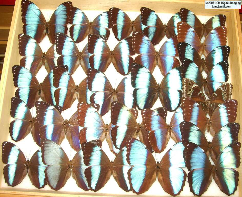 Morpho species (Morphinae) (Los Angeles Natural History Museum collection)