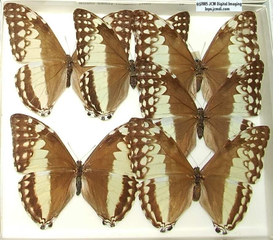 Morpho species (Morphinae) (Los Angeles Natural History Museum collection)
