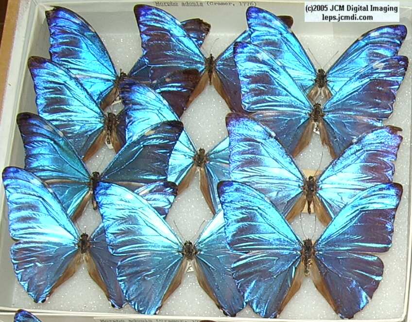 Morpho species (Morphinae) (Los Angeles Natural History Museum collection)