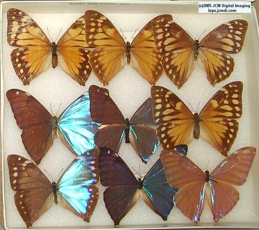 Morpho species (Morphinae) (Los Angeles Natural History Museum collection)