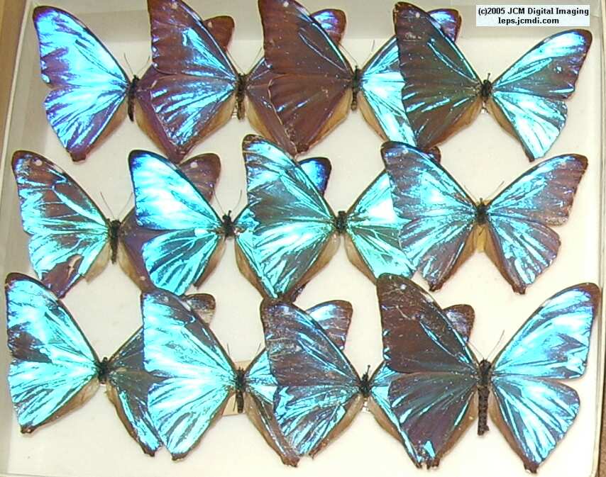 Morpho species (Morphinae) (Los Angeles Natural History Museum collection)