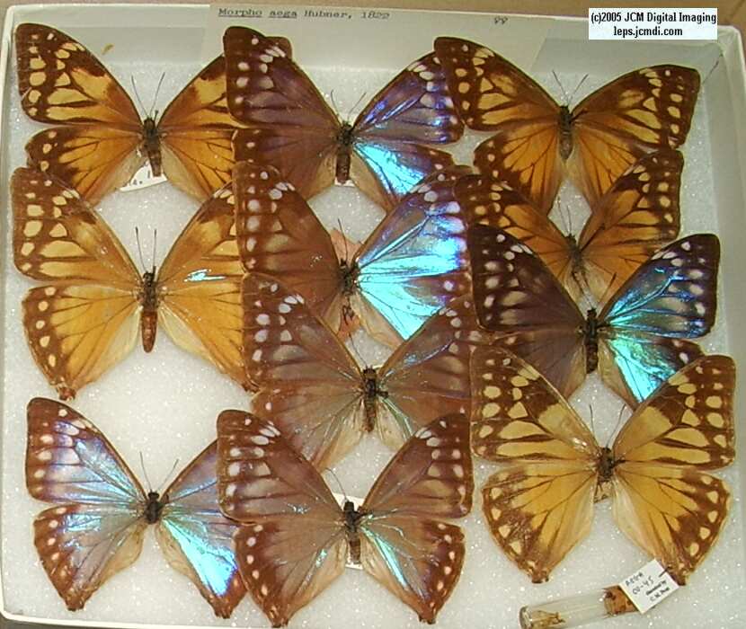 Morpho species (Morphinae) (Los Angeles Natural History Museum collection)