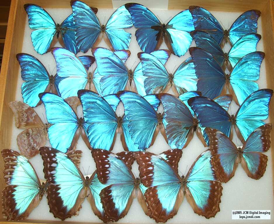 Morpho species (Morphinae) (Los Angeles Natural History Museum collection)