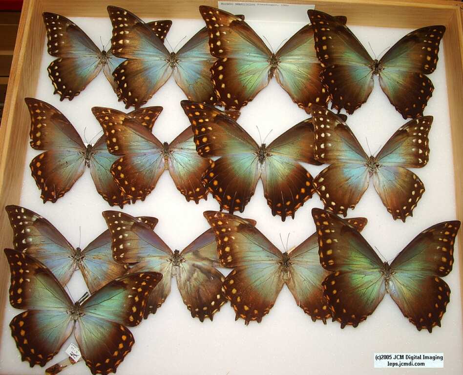 Morpho species (Morphinae) (Los Angeles Natural History Museum collection)