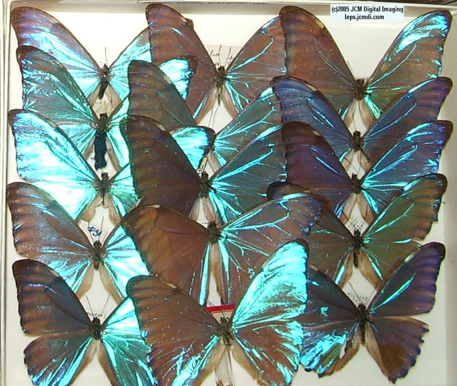 Morpho species (Morphinae) (Los Angeles Natural History Museum collection)