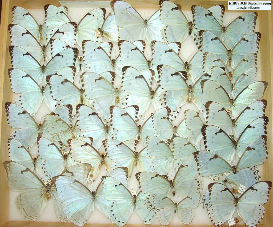 Morpho species (Morphinae) (Los Angeles Natural History Museum collection)