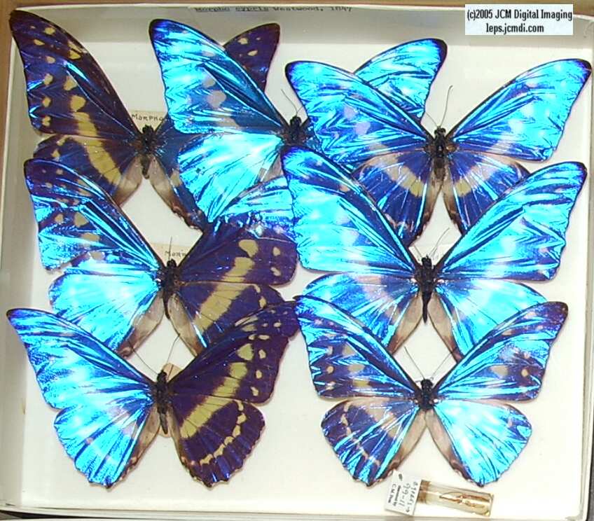 Morpho species (Morphinae) (Los Angeles Natural History Museum collection)