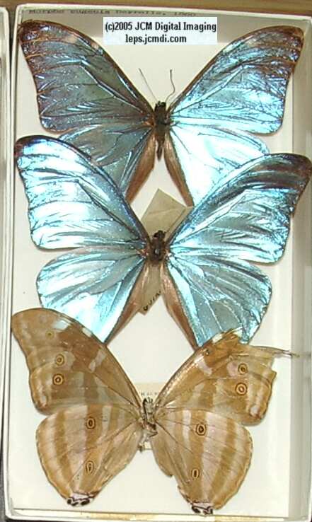 Morpho species (Morphinae) (Los Angeles Natural History Museum collection)