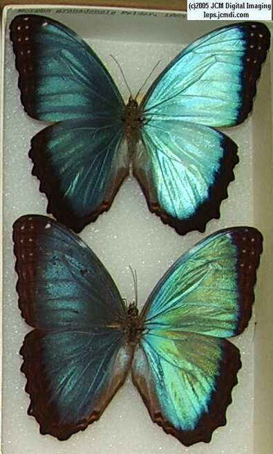 Morpho species (Morphinae) (Los Angeles Natural History Museum collection)