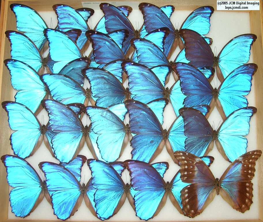 Morpho species (Morphinae) (Los Angeles Natural History Museum collection)