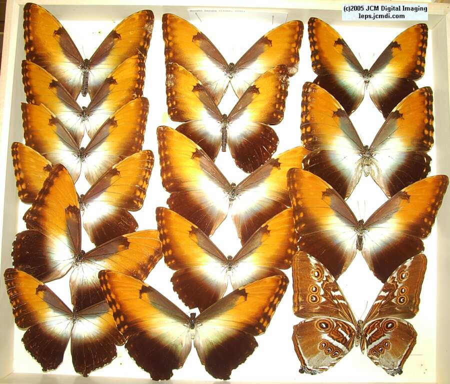 Morpho species (Morphinae) (Los Angeles Natural History Museum collection)