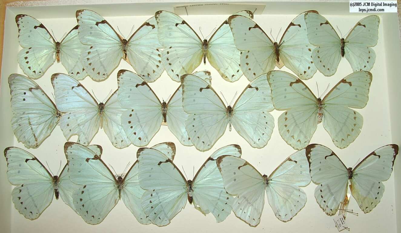 Morpho species (Morphinae) (Los Angeles Natural History Museum collection)