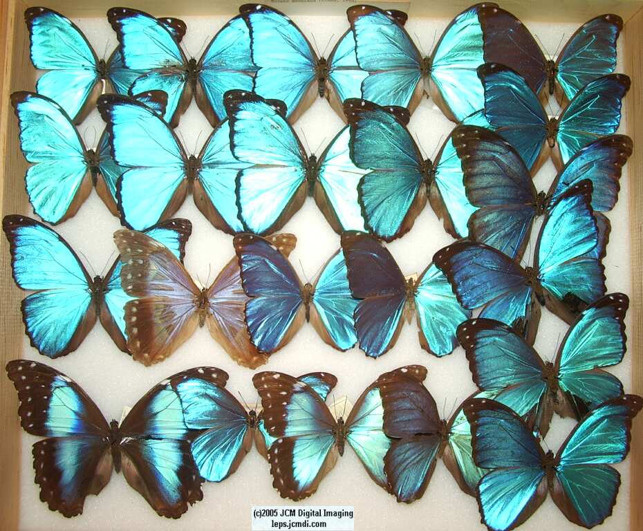 Morpho species (Morphinae) (Los Angeles Natural History Museum collection)