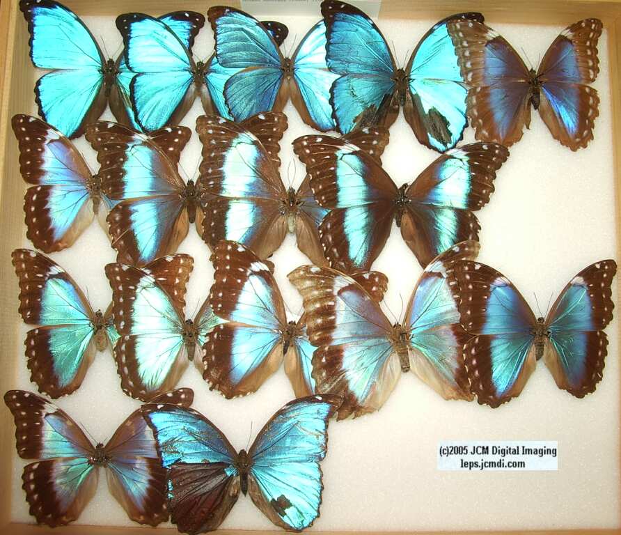 Morpho species (Morphinae) (Los Angeles Natural History Museum collection)
