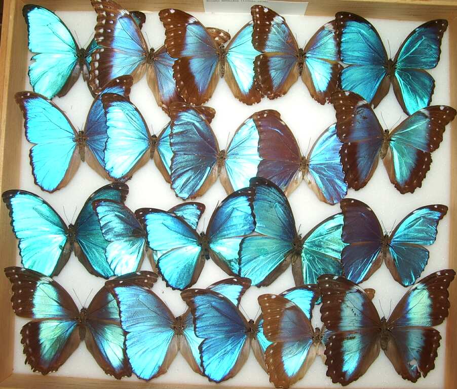 Morpho species (Morphinae) (Los Angeles Natural History Museum collection)