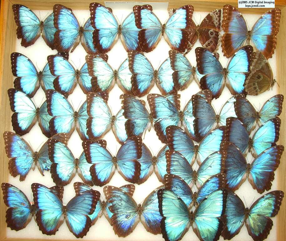 Morpho species (Morphinae) (Los Angeles Natural History Museum collection)