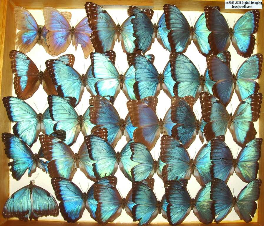 Morpho species (Morphinae) (Los Angeles Natural History Museum collection)