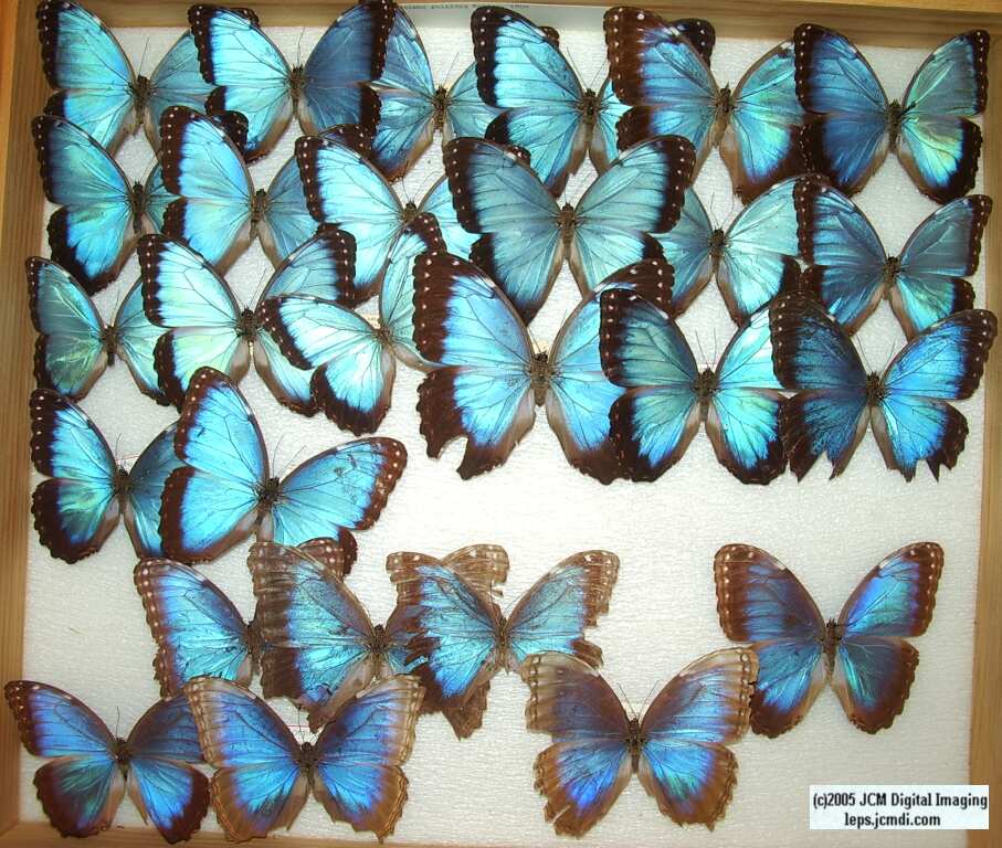 Morpho species (Morphinae) (Los Angeles Natural History Museum collection)