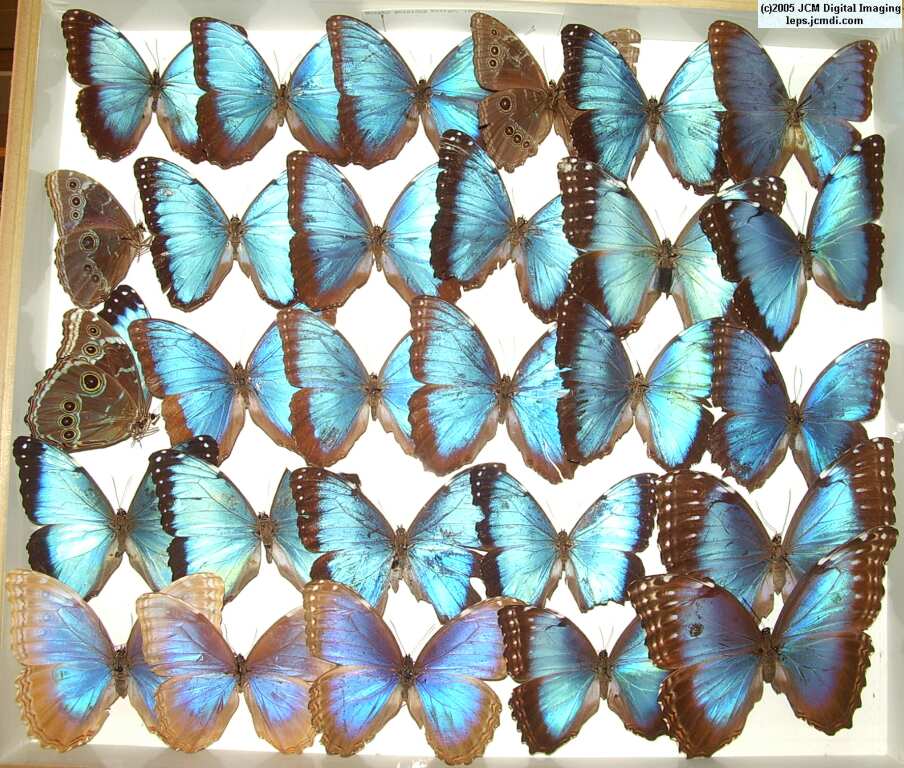 Morpho species (Morphinae) (Los Angeles Natural History Museum collection)