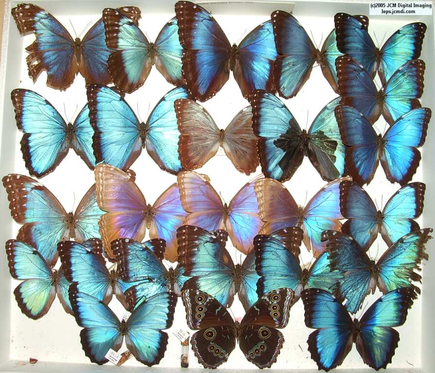 Morpho species (Morphinae) (Los Angeles Natural History Museum collection)