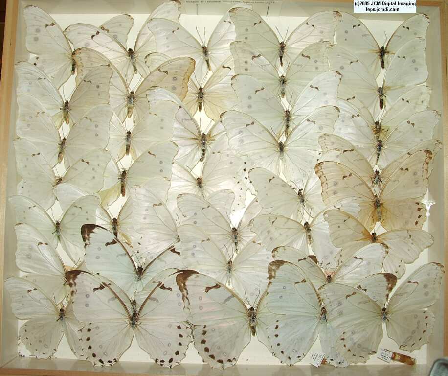 Morpho species (Morphinae) (Los Angeles Natural History Museum collection)