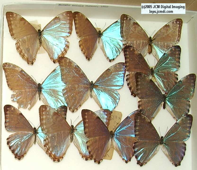 Morpho species (Morphinae) (Los Angeles Natural History Museum collection)