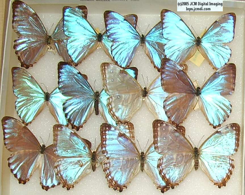 Morpho species (Morphinae) (Los Angeles Natural History Museum collection)