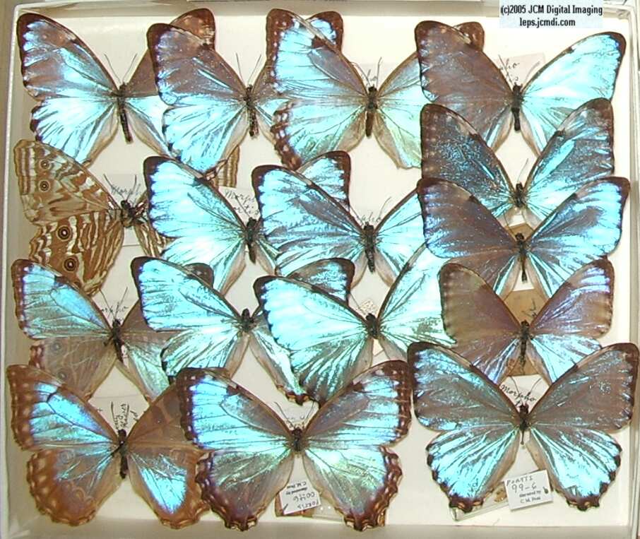 Morpho species (Morphinae) (Los Angeles Natural History Museum collection)