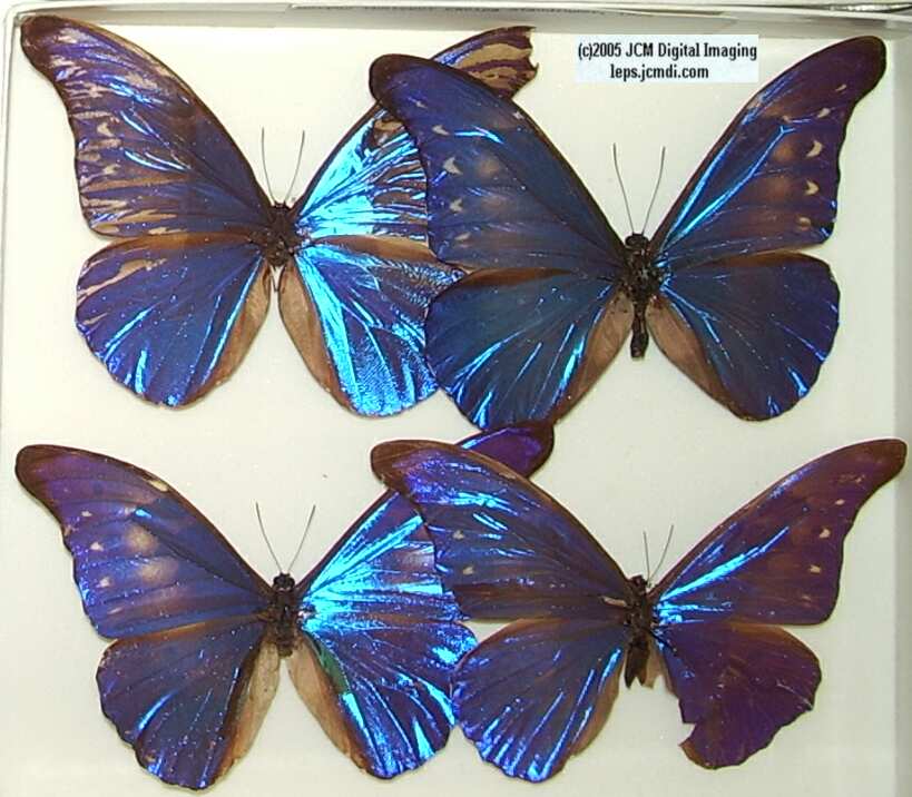 Morpho species (Morphinae) (Los Angeles Natural History Museum collection)
