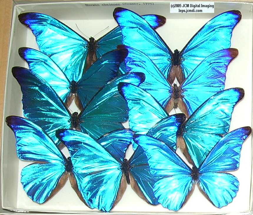 Morpho species (Morphinae) (Los Angeles Natural History Museum collection)