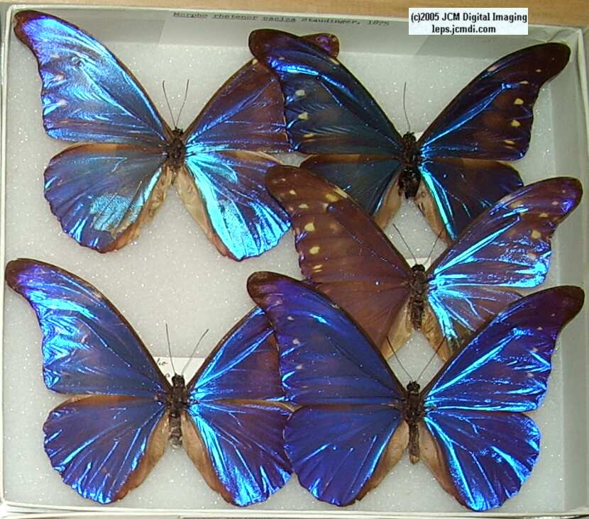 Morpho species (Morphinae) (Los Angeles Natural History Museum collection)