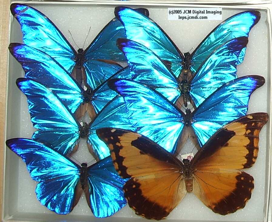 Morpho species (Morphinae) (Los Angeles Natural History Museum collection)