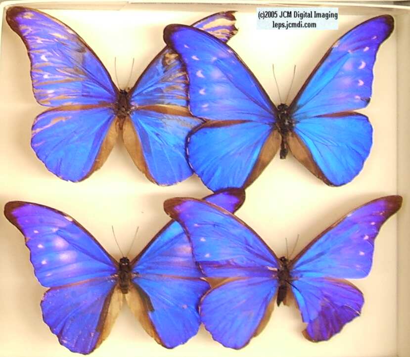 Morpho species (Morphinae) (Los Angeles Natural History Museum collection)