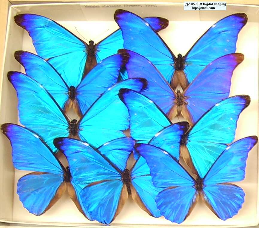 Morpho species (Morphinae) (Los Angeles Natural History Museum collection)