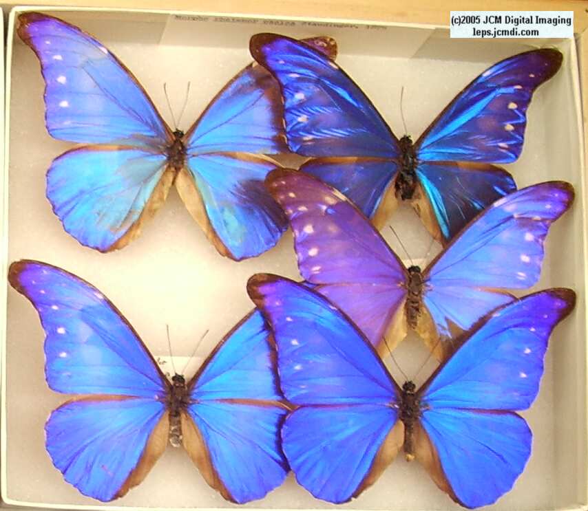 Morpho species (Morphinae) (Los Angeles Natural History Museum collection)