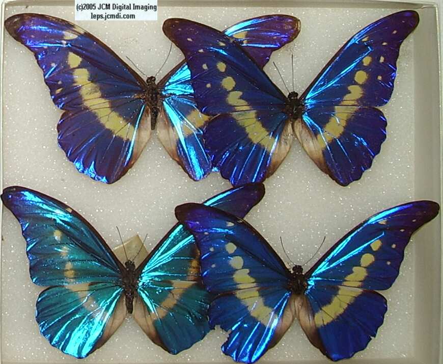 Morpho species (Morphinae) (Los Angeles Natural History Museum collection)