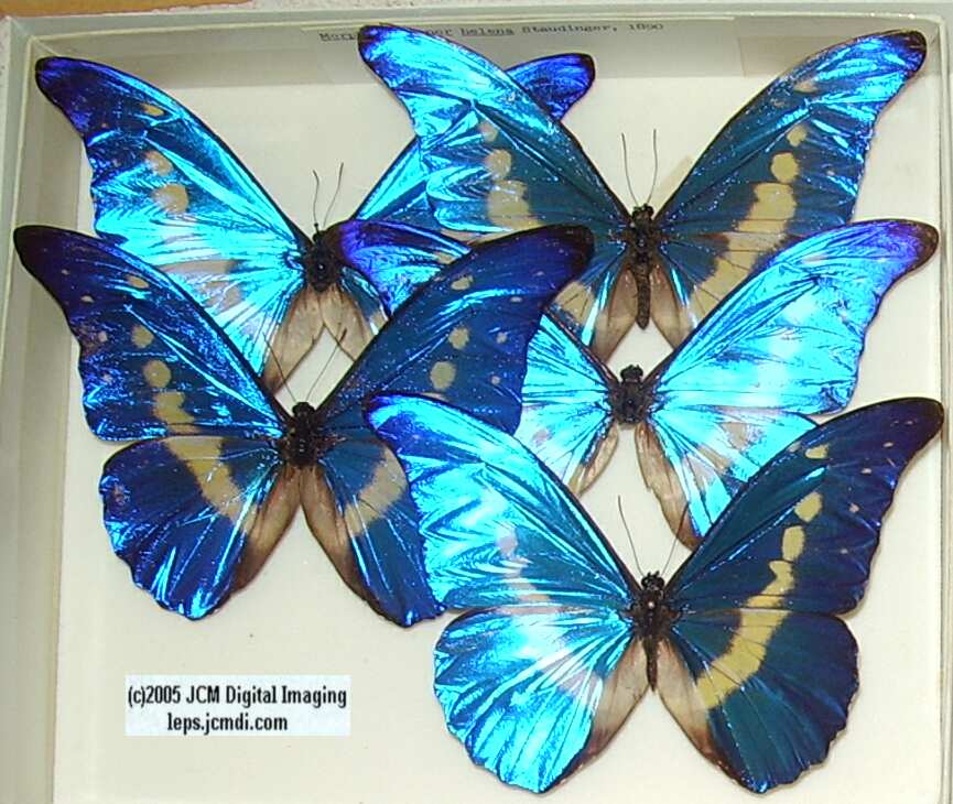 Morpho species (Morphinae) (Los Angeles Natural History Museum collection)