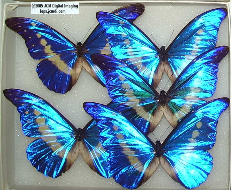 Morpho species (Morphinae) (Los Angeles Natural History Museum collection)