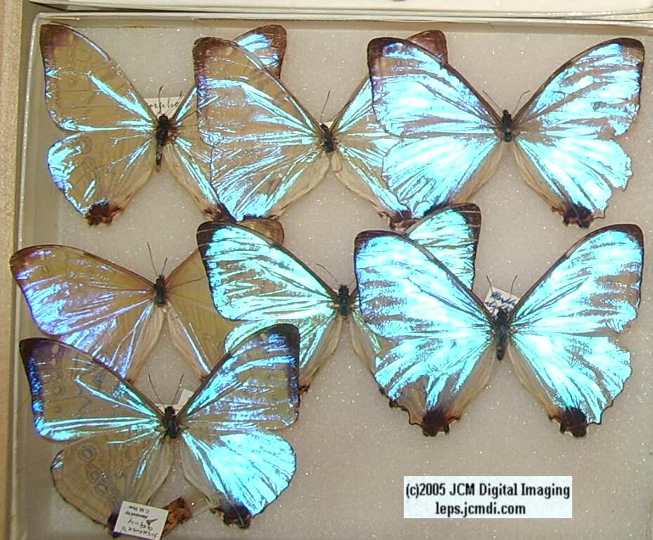 Morpho species (Morphinae) (Los Angeles Natural History Museum collection)