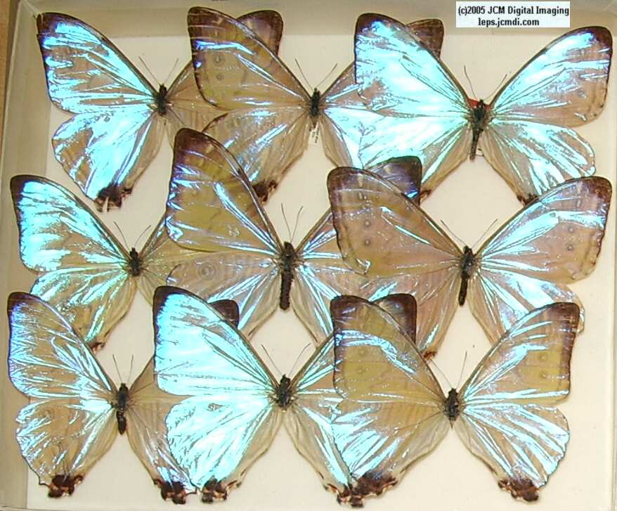 Morpho species (Morphinae) (Los Angeles Natural History Museum collection)