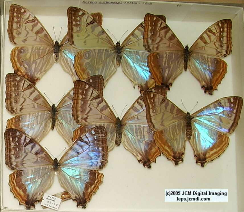 Morpho species (Morphinae) (Los Angeles Natural History Museum collection)